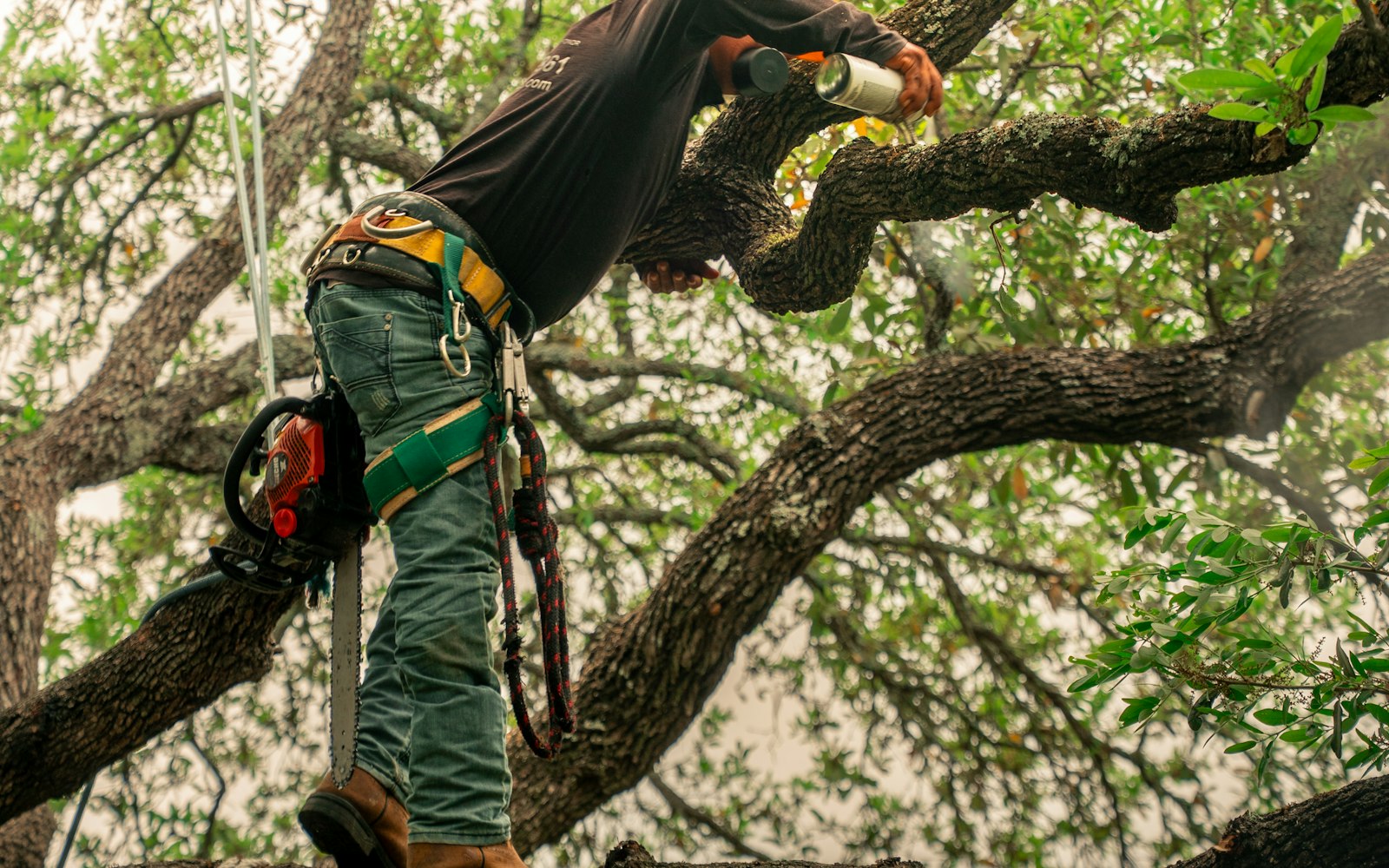 Tree Removal & Arborist Services